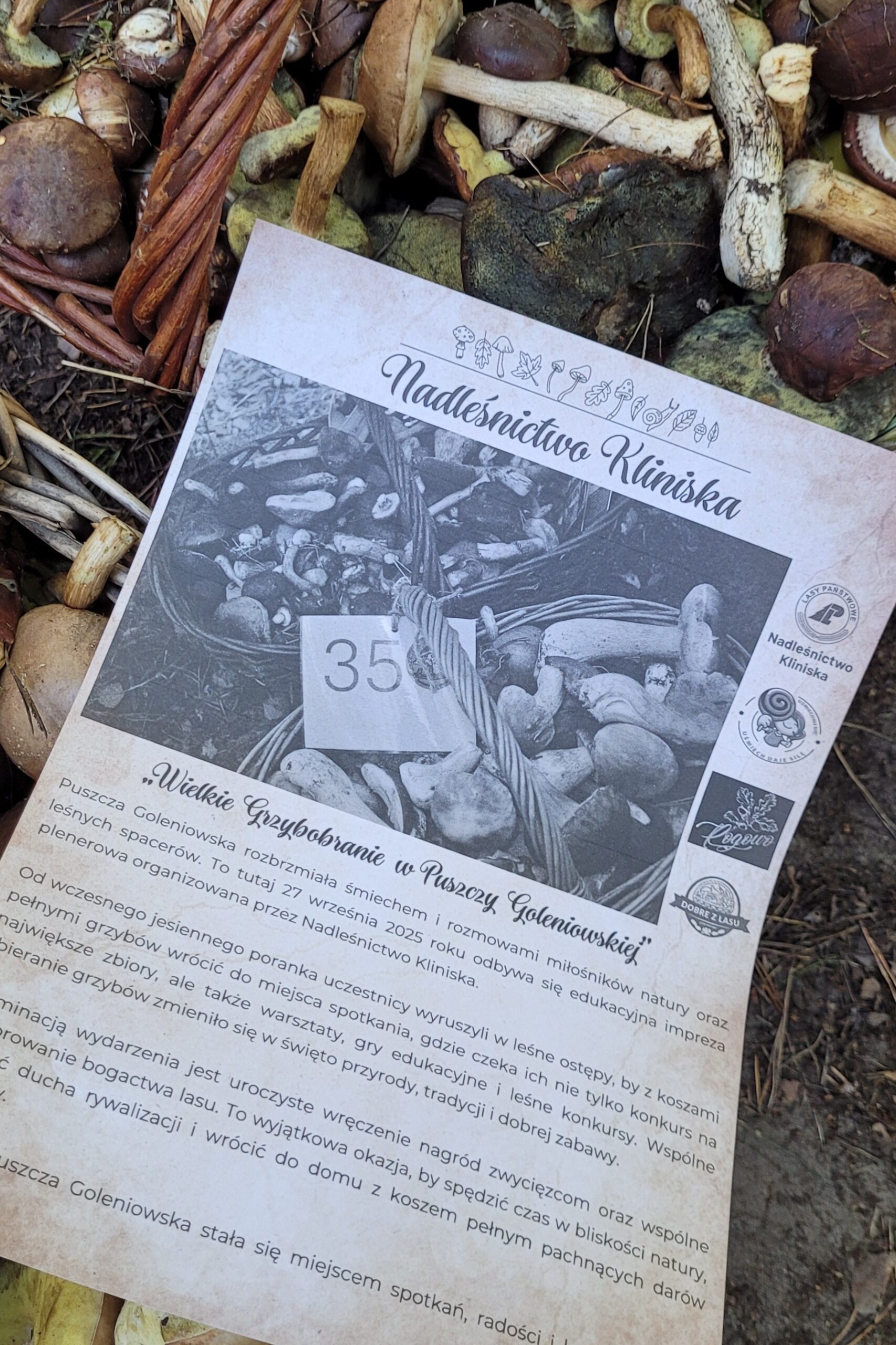 Wielkie grzybobranie, Nadleśnictwo Kliniska